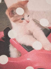 Cotton-blend Round Neckline Kitty & Polka Dot Graphic Tee